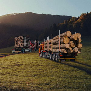 wei DOLL Holztransportfahrzeuge mit Langholz beladen, fahren durch eine Waldlichtung bei Sonnenuntergang.