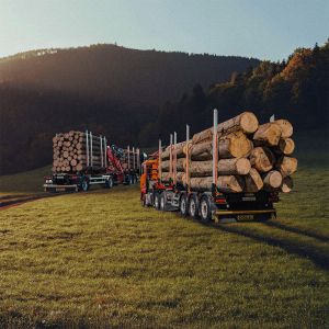 wei DOLL Holztransportfahrzeuge mit Langholz beladen, fahren durch eine Waldlichtung bei Sonnenuntergang.