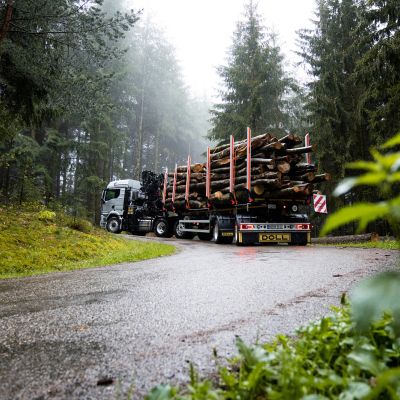 DOLL timber transport platform trailer loaded with logs in a rainy forest